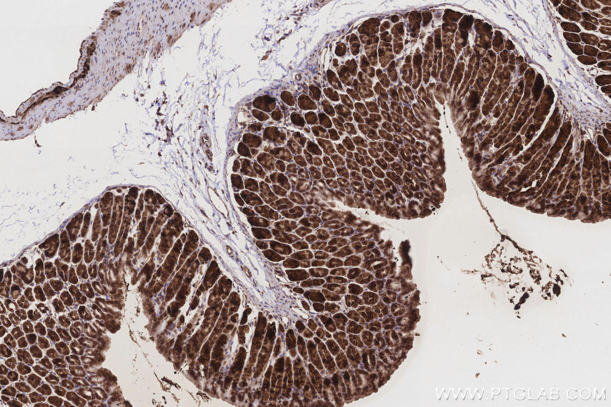 Immunohistochemistry (IHC) staining of mouse stomach tissue using GlnRS Polyclonal antibody (12645-1-AP)