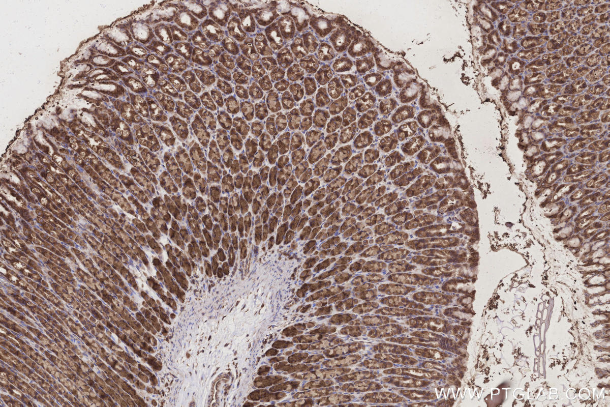 Immunohistochemistry (IHC) staining of rat stomach tissue using GlnRS Polyclonal antibody (12645-1-AP)