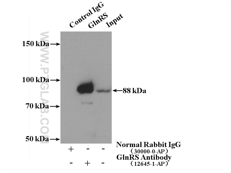 Immunoprecipitation (IP) experiment of PC-3 cells using GlnRS Polyclonal antibody (12645-1-AP)