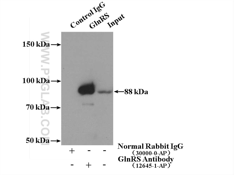 Immunoprecipitation (IP) experiment of PC-3 cells using GlnRS Polyclonal antibody (12645-1-AP)