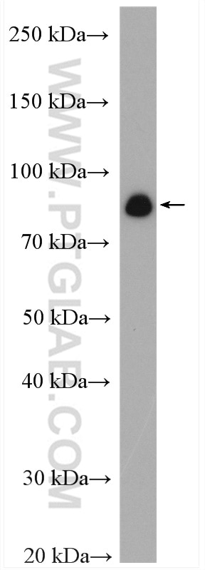 Western Blot (WB) analysis of HepG2 cells using GlnRS Polyclonal antibody (12645-1-AP)