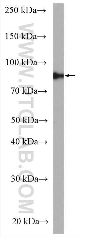 Western Blot (WB) analysis of PC-3 cells using GlnRS Polyclonal antibody (12645-1-AP)