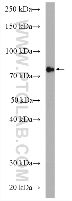 Western Blot (WB) analysis of NIH/3T3 cells using GlnRS Polyclonal antibody (12645-1-AP)