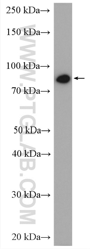 Western Blot (WB) analysis of PC-3 cells using GlnRS Polyclonal antibody (12645-1-AP)