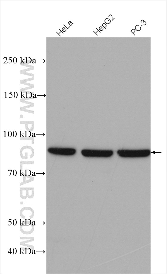 Western Blot (WB) analysis of various lysates using GlnRS Polyclonal antibody (12645-1-AP)