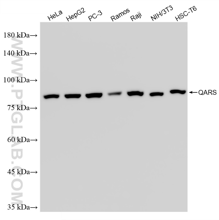 Western Blot (WB) analysis of various lysates using QARS Recombinant monoclonal antibody (86333-3-RR)