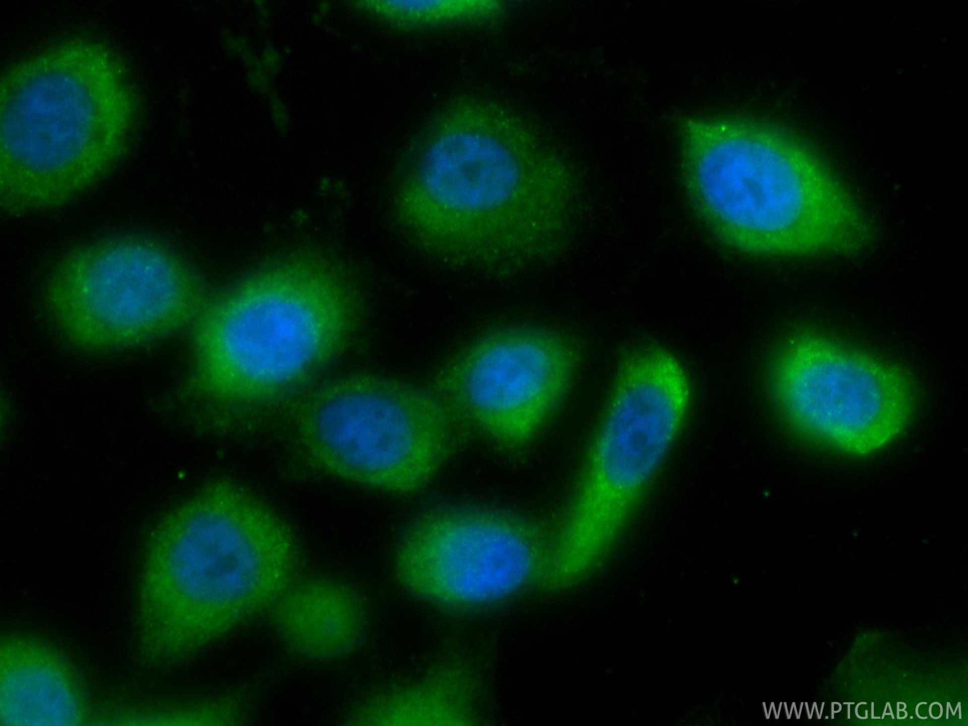 Immunofluorescence (IF) / fluorescent staining of PC-3 cells using CoraLite® Plus 488-conjugated QARS Recombinant mon (CL488-86333-3)