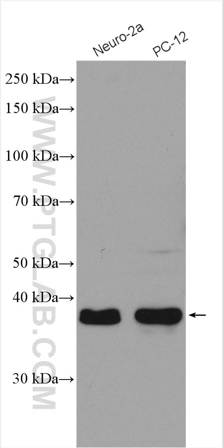 Western Blot (WB) analysis of various lysates using QKI Polyclonal antibody (13169-1-AP)