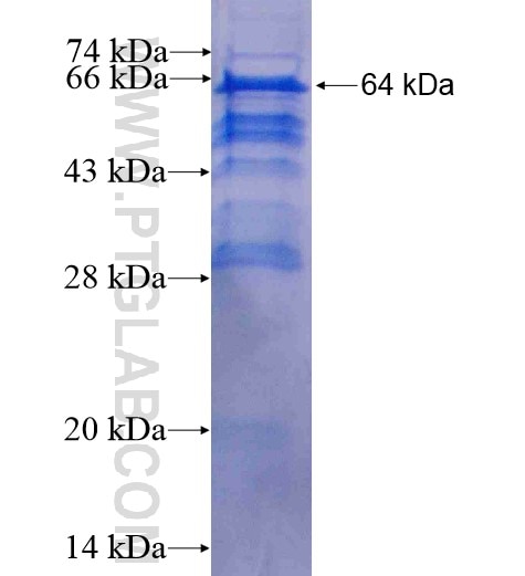 QKI fusion protein Ag3822 SDS-PAGE