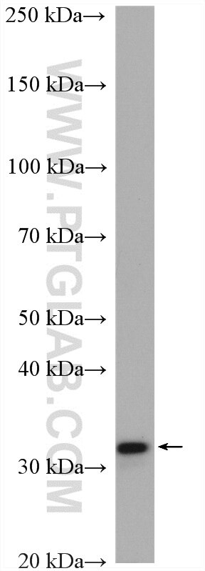 Western Blot (WB) analysis of HepG2 cells using QPRT Polyclonal antibody (25174-1-AP)