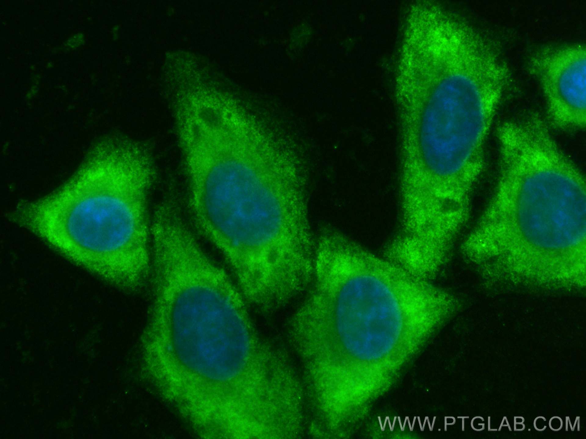 Immunofluorescence (IF) / fluorescent staining of HepG2 cells using CoraLite® Plus 488-conjugated QPRT Polyclonal anti (CL488-25174)