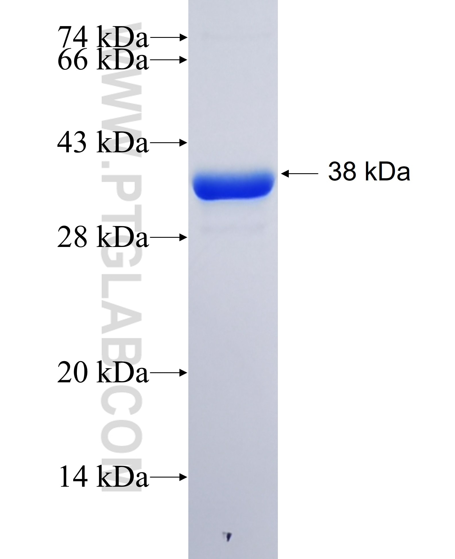 QPRT fusion protein Ag17680 SDS-PAGE