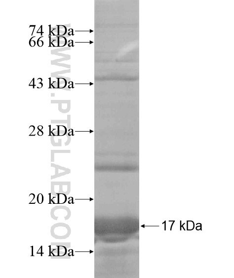 QRFPR fusion protein Ag19048 SDS-PAGE