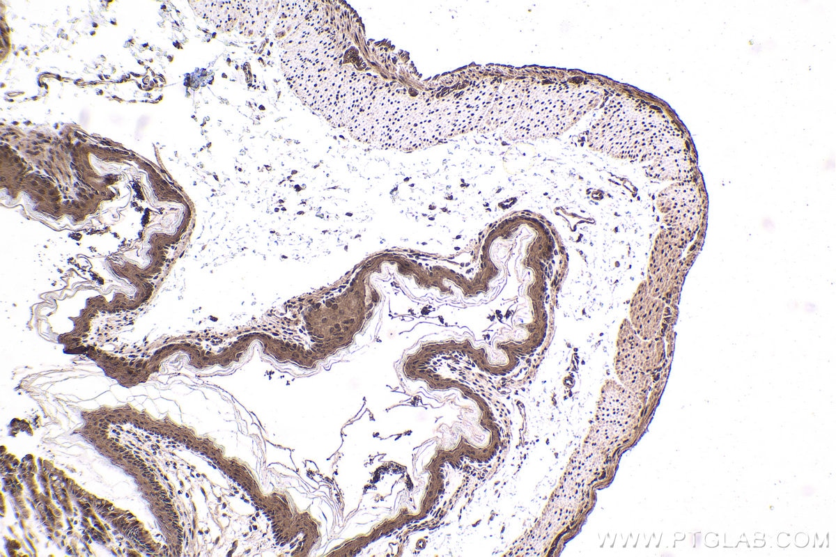 Immunohistochemistry (IHC) staining of mouse stomach tissue using QRICH1 Polyclonal antibody (30236-1-AP)