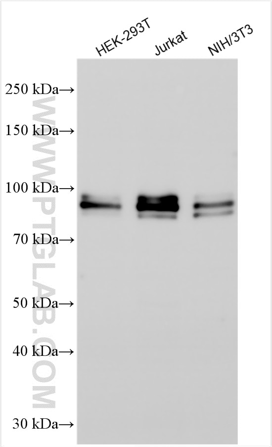 Western Blot (WB) analysis of various lysates using QRICH1 Polyclonal antibody (30236-1-AP)