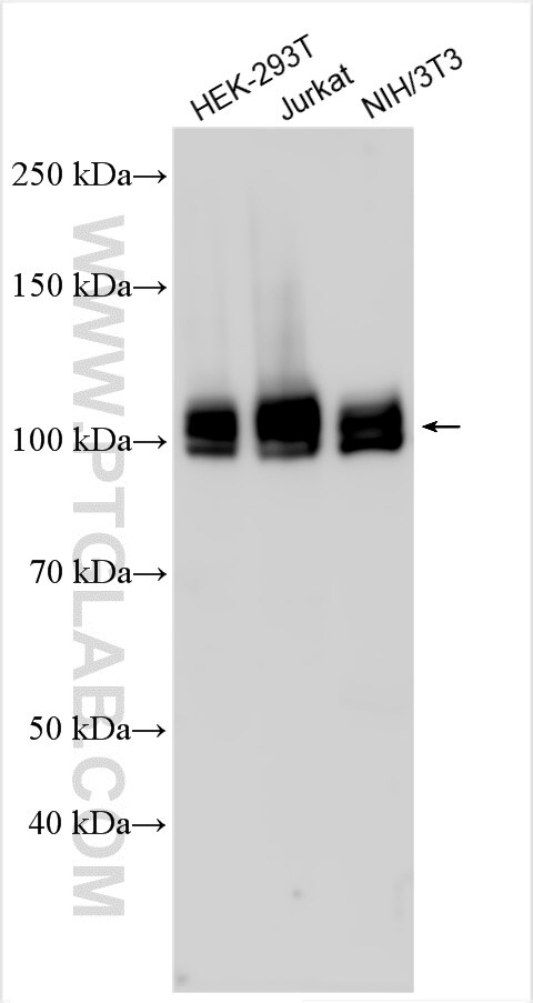 Western Blot (WB) analysis of various lysates using QRICH1 Polyclonal antibody (30236-1-AP)