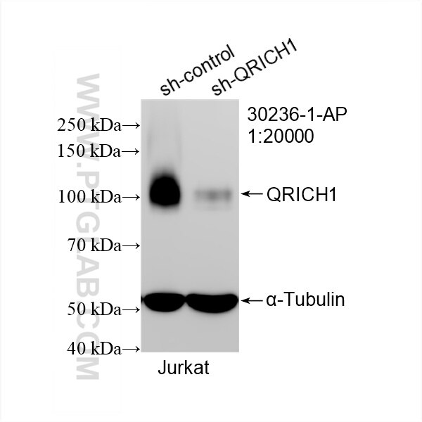 Western Blot (WB) analysis of Jurkat cells using QRICH1 Polyclonal antibody (30236-1-AP)