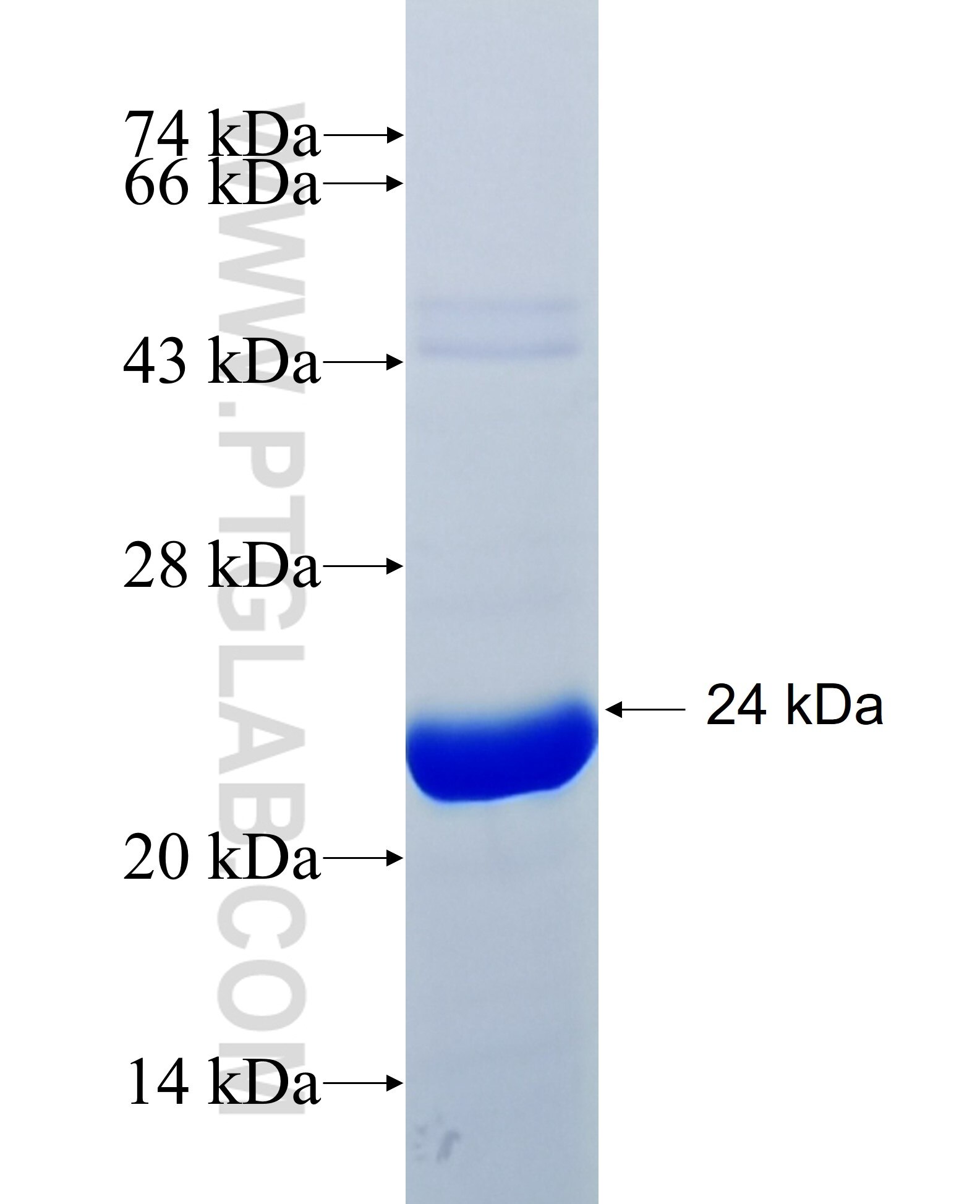 QRICH2 fusion protein Ag35048 SDS-PAGE