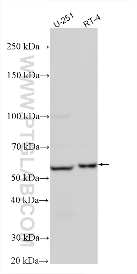 Western Blot (WB) analysis of various lysates using QRSL1 Polyclonal antibody (15926-1-AP)