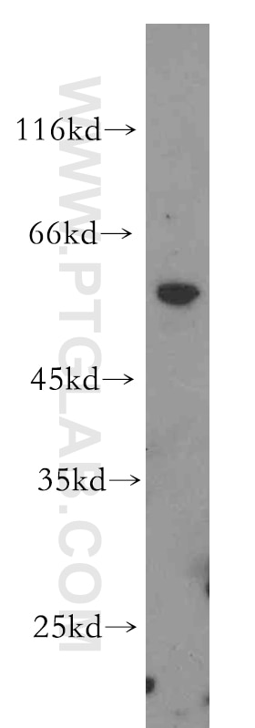 Western Blot (WB) analysis of MCF-7 cells using QRSL1 Polyclonal antibody (15926-1-AP)