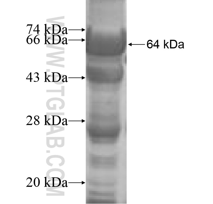 QRSL1 fusion protein Ag8756 SDS-PAGE