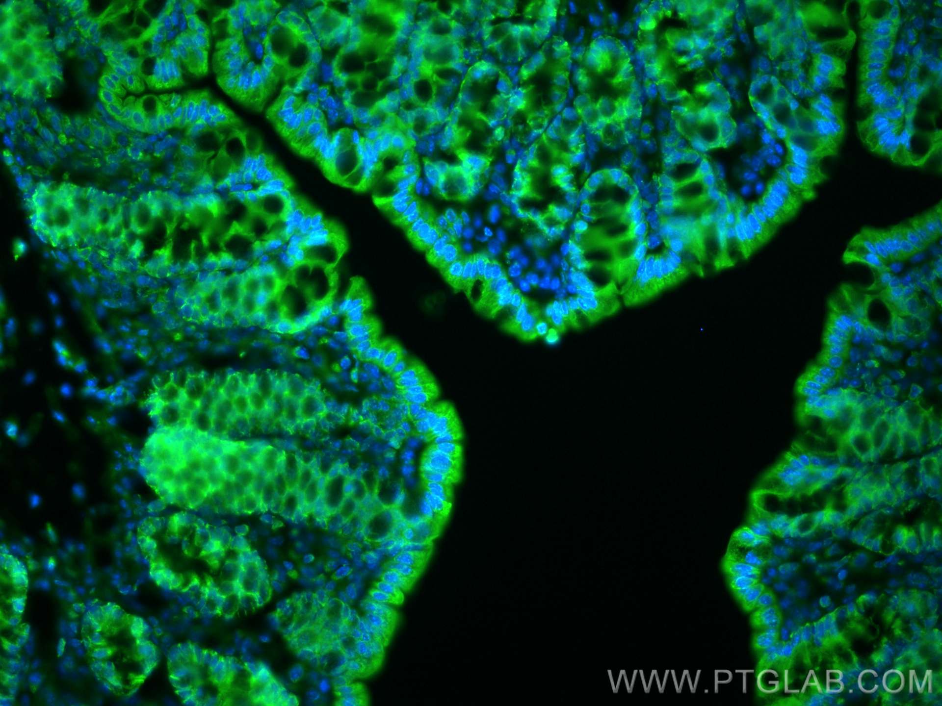 Immunofluorescence (IF) / fluorescent staining of mouse colon tissue using QSOX1/Quiescin Q6 Polyclonal antibody (12713-1-AP)