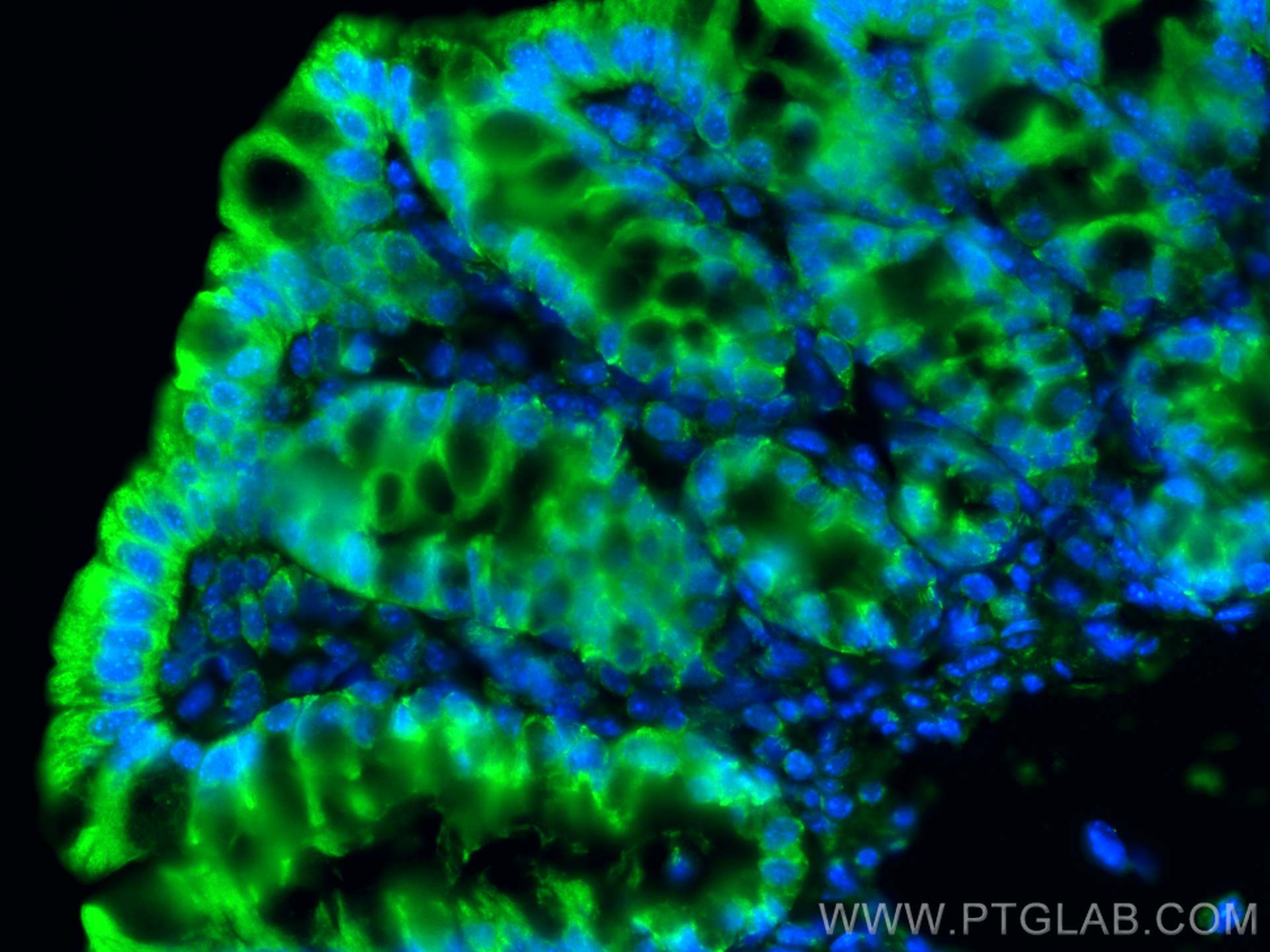 Immunofluorescence (IF) / fluorescent staining of mouse colon tissue using QSOX1 Polyclonal antibody (12713-1-AP)