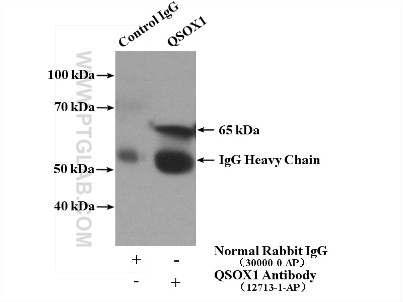 Immunoprecipitation (IP) experiment of SW 1990 cells using QSOX1 Polyclonal antibody (12713-1-AP)