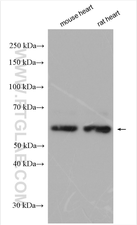 Western Blot (WB) analysis of various lysates using QSOX1 Polyclonal antibody (12713-1-AP)