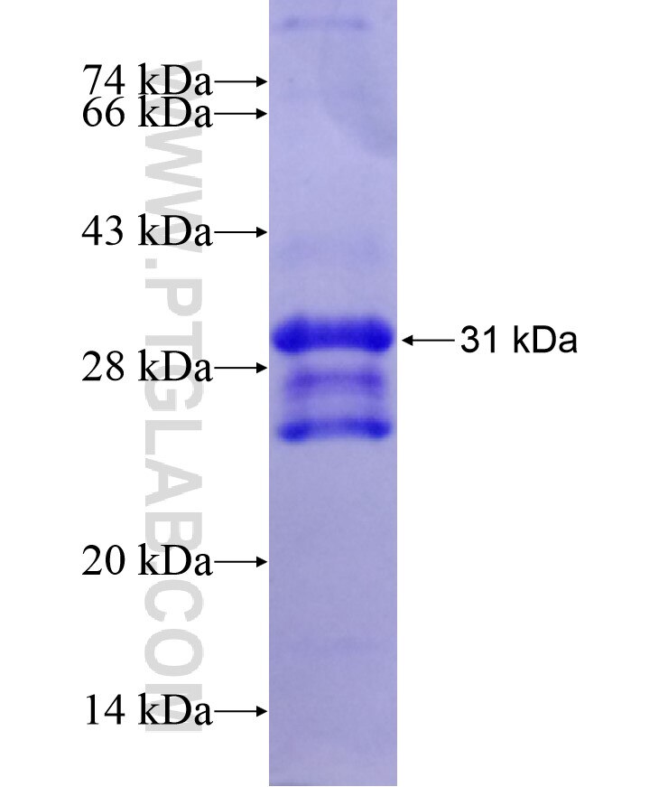 QSOX1 fusion protein Ag17036 SDS-PAGE
