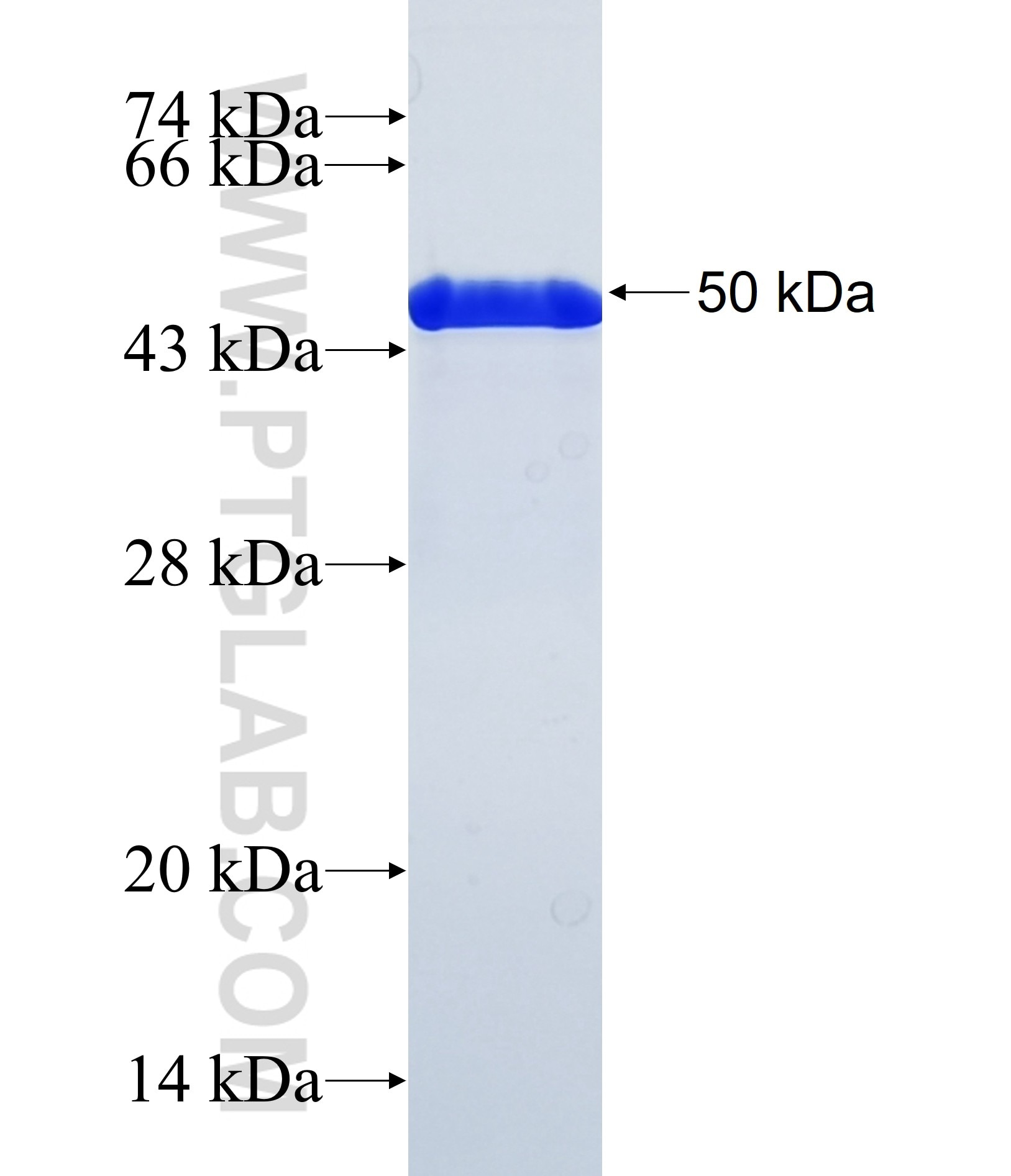 QSOX2 fusion protein Ag36931 SDS-PAGE