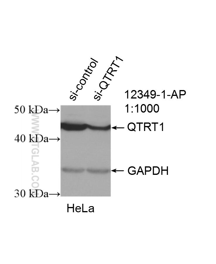 Western Blot (WB) analysis of HeLa cells using QTRT1 Polyclonal antibody (12349-1-AP)