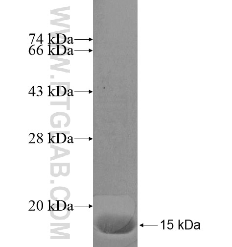 R3HDML fusion protein Ag15872 SDS-PAGE