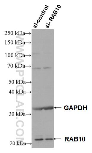 WB analysis of HeLa using 11808-1-AP