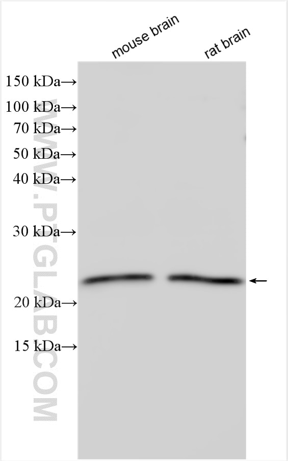 Western Blot (WB) analysis of various lysates using RAB10 Polyclonal antibody (11808-1-AP)