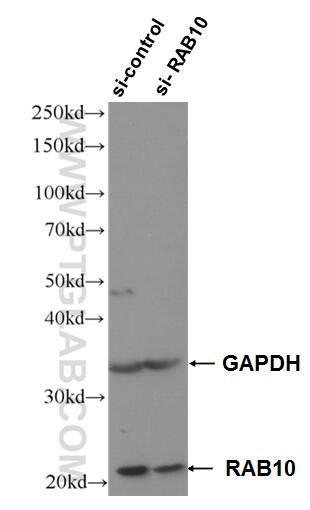 WB analysis of HeLa using 27094-1-AP