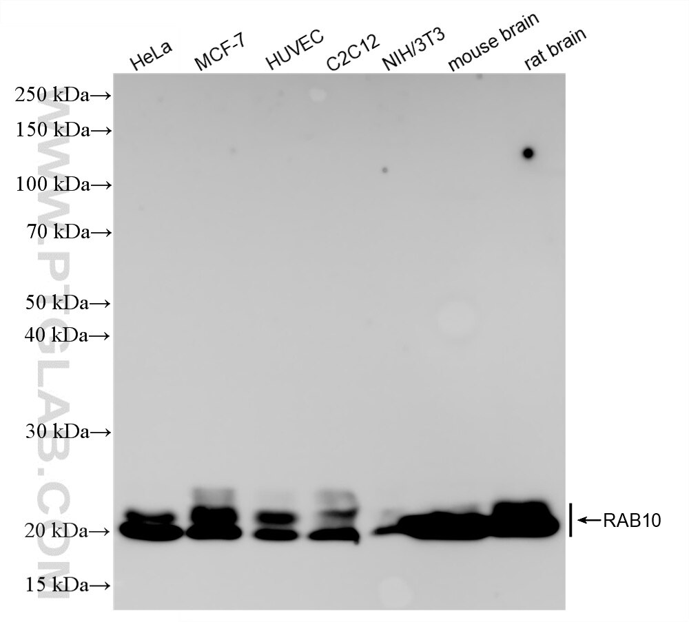 Western Blot (WB) analysis of various lysates using RAB10 Recombinant monoclonal antibody (86787-1-RR)