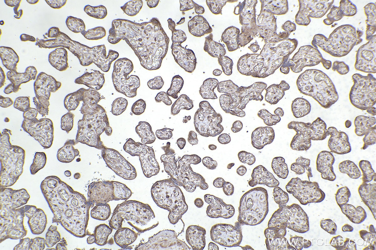 Immunohistochemistry (IHC) staining of human placenta tissue using RAB11A/B Polyclonal antibody (15903-1-AP)