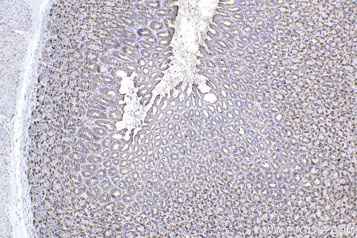 Immunohistochemistry (IHC) staining of rat stomach tissue using RAB11A/B Polyclonal antibody (15903-1-AP)
