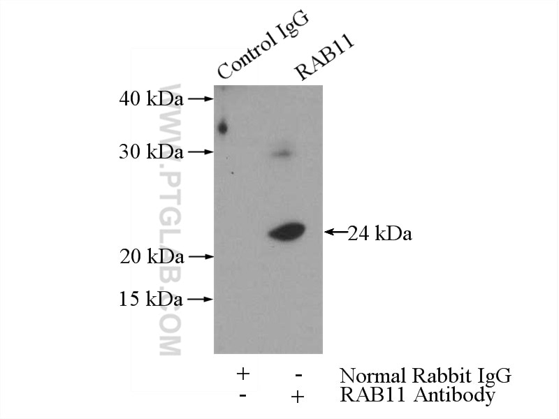Immunoprecipitation (IP) experiment of mouse spleen tissue using RAB11A/B Polyclonal antibody (15903-1-AP)