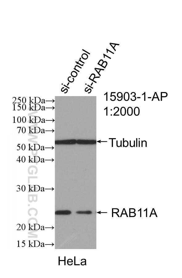 Western Blot (WB) analysis of HeLa cells using RAB11A/B Polyclonal antibody (15903-1-AP)