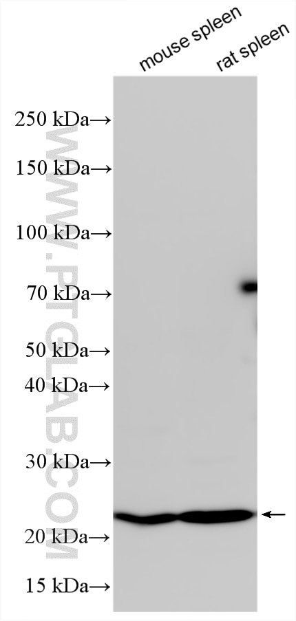 Western Blot (WB) analysis of various lysates using RAB11A/B Polyclonal antibody (15903-1-AP)