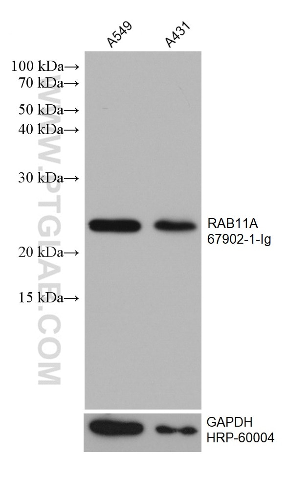 Western Blot (WB) analysis of various lysates using RAB11A Monoclonal antibody (67902-1-Ig)