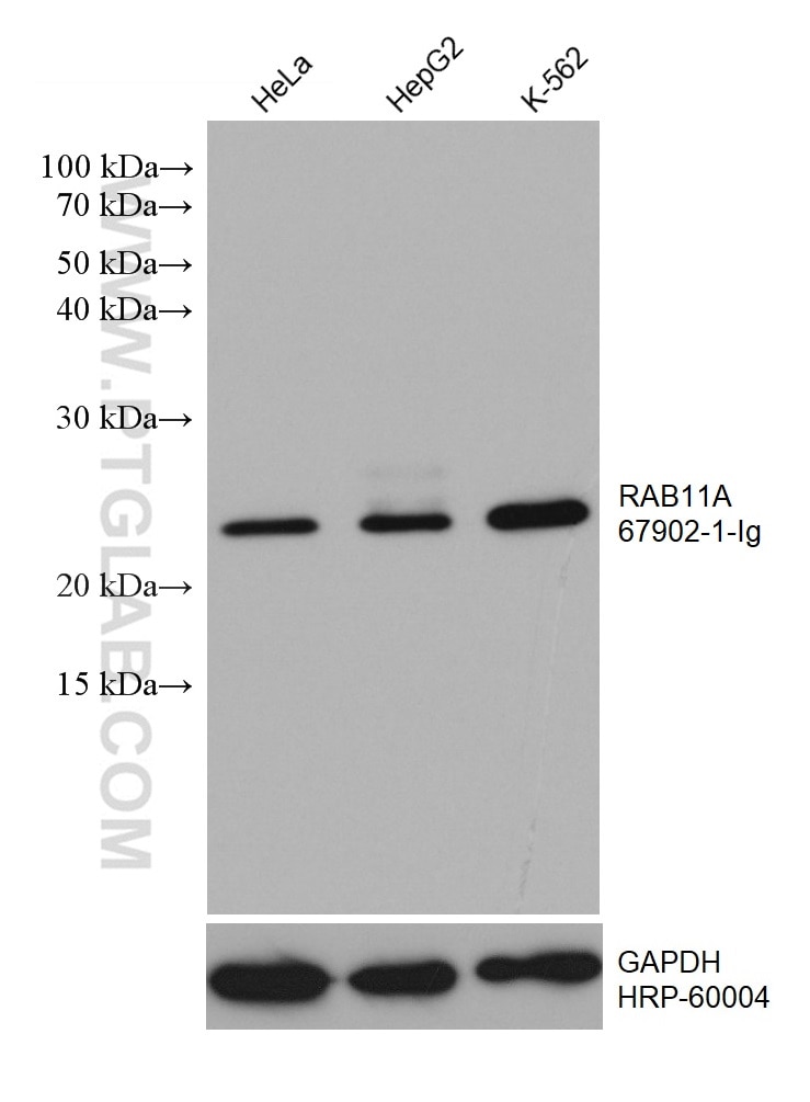 Western Blot (WB) analysis of various lysates using RAB11A Monoclonal antibody (67902-1-Ig)