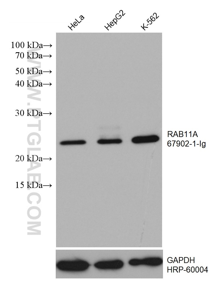 WB analysis using 67902-1-Ig