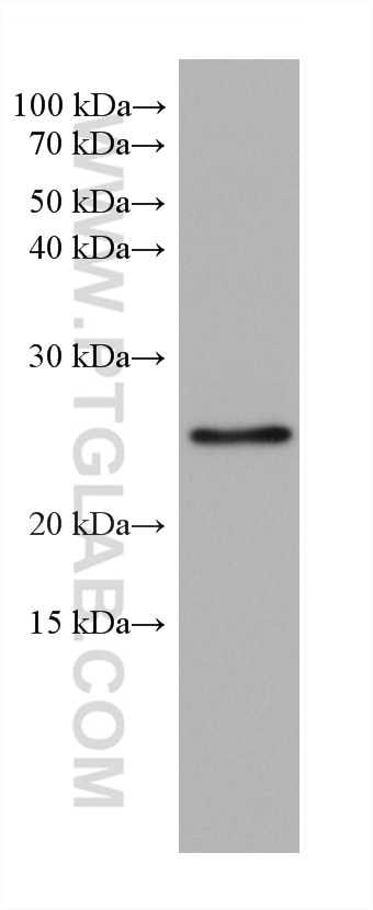 Western Blot (WB) analysis of rat brain tissue using RAB11A Monoclonal antibody (67902-1-Ig)