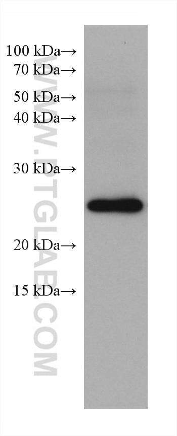 Western Blot (WB) analysis of mouse brain tissue using RAB11A Monoclonal antibody (67902-1-Ig)