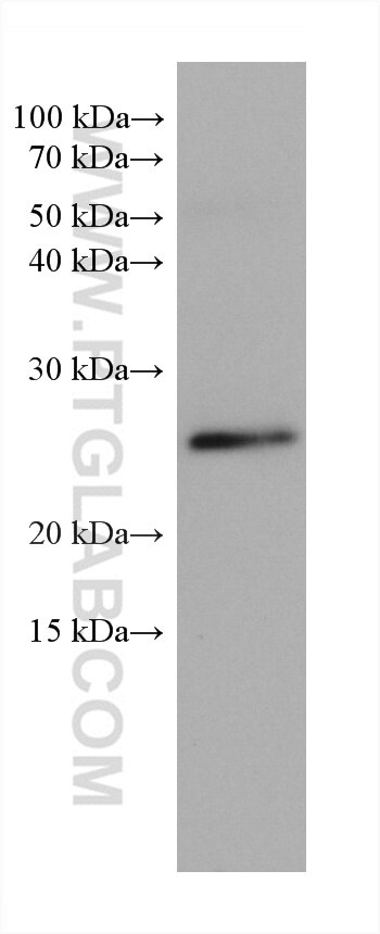 Western Blot (WB) analysis of rat cerebellum tissue using RAB11A Monoclonal antibody (67902-1-Ig)