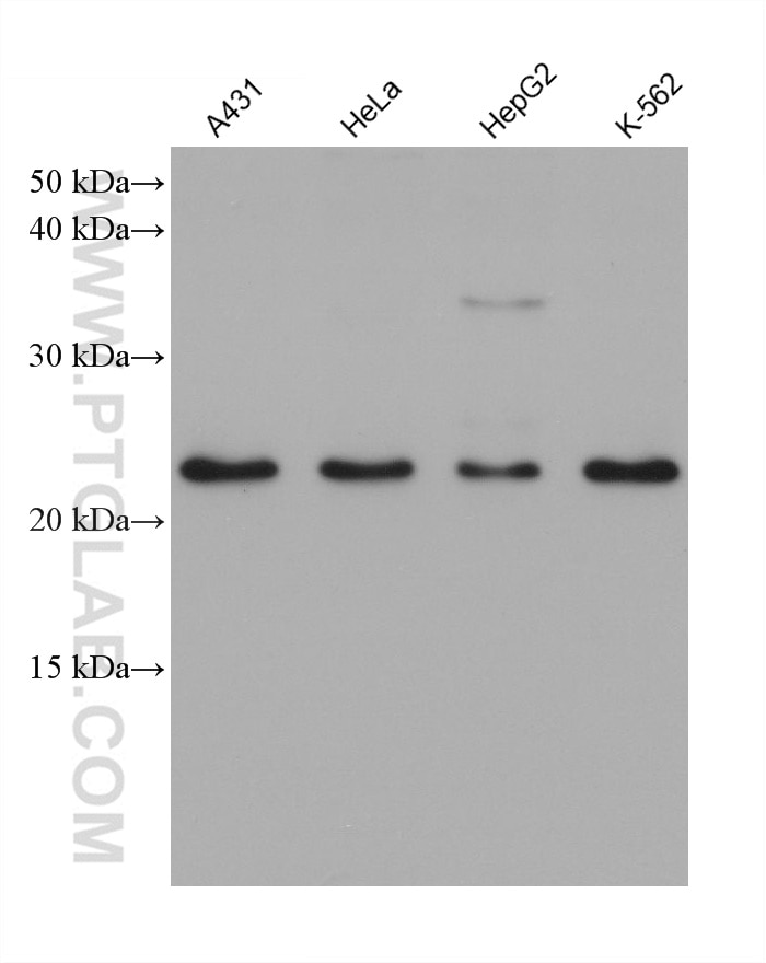 Western Blot (WB) analysis of various lysates using RAB11A Monoclonal antibody (67902-1-Ig)