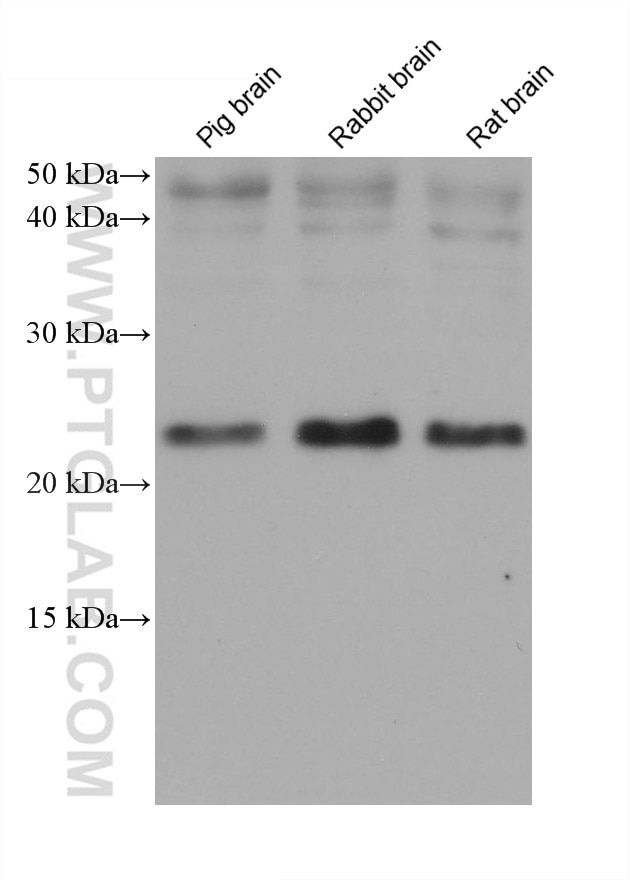 Western Blot (WB) analysis of various lysates using RAB11A Monoclonal antibody (67902-1-Ig)